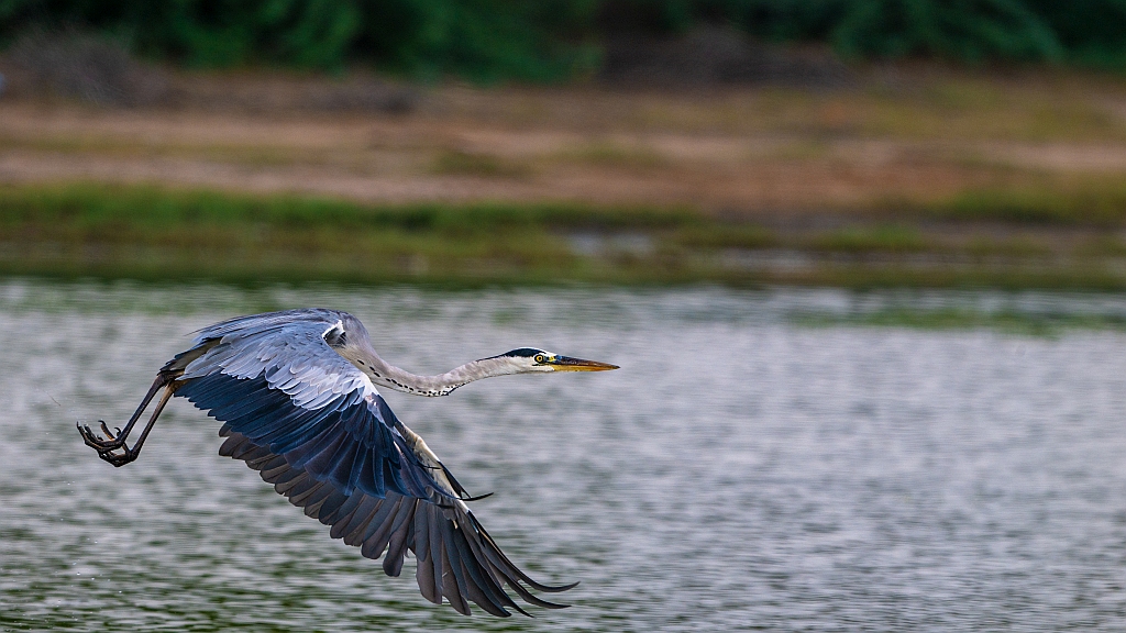 Grey Heron